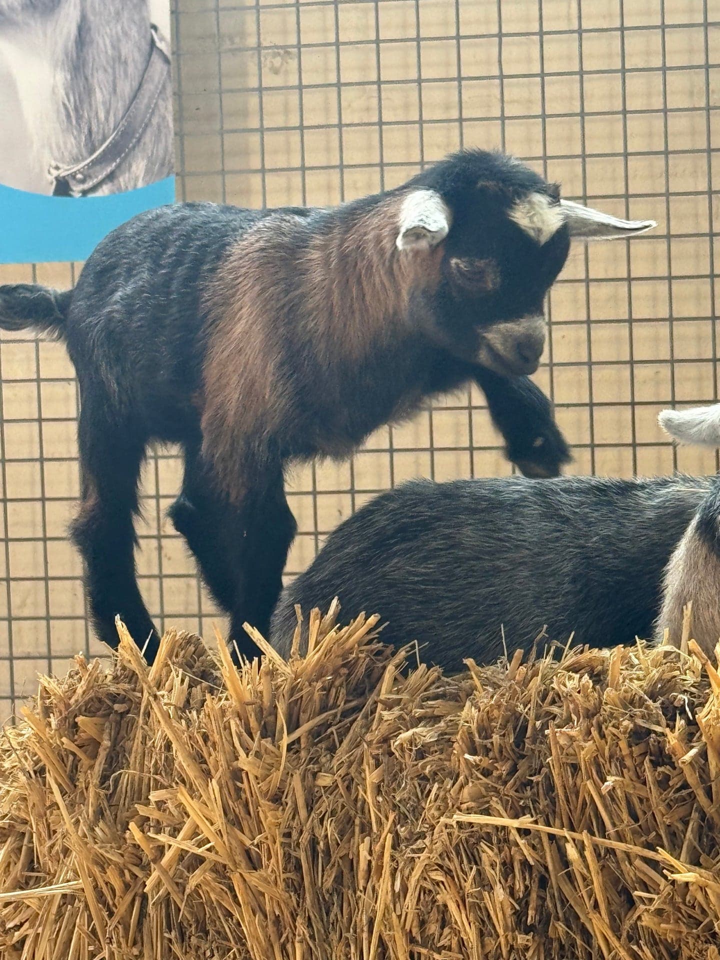 Melbourne Showgrounds